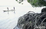 Red Mangrove (Rhizophora mangle)