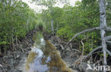 Mangrove (Rhizophora mangle)