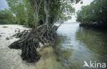 Mangrove (Rhizophora mangle)