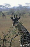 Masai giraffe (Giraffa camelopardalis tippelskirchi)