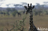 Masai giraffe (Giraffa camelopardalis tippelskirchi)