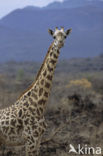 Masai giraffe (Giraffa camelopardalis tippelskirchi)