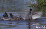 Common Coot (Fulica atra)