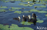 Common Coot (Fulica atra)