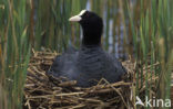 Common Coot (Fulica atra)
