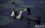 Common Coot (Fulica atra)