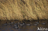 Common Coot (Fulica atra)