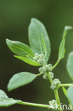 Melganzenvoet (Chenopodium album)