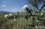 Whistling thorn tree (Acacia drepanolobium)