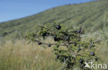 Mierenboom (Acacia drepanolobium)