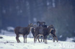 Mouflon (Ovis musimon)