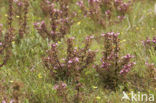 Moeraskartelblad (Pedicularis palustris) 