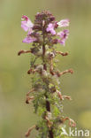 Moeraskartelblad (Pedicularis palustris) 