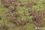 Moeraskartelblad (Pedicularis palustris) 