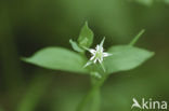 Bog Stitchwort (Stellaria uliginosa)