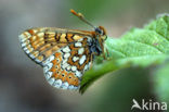 Moerasparelmoervlinder (Euphydryas aurinia) 