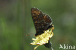 Moerasparelmoervlinder (Euphydryas aurinia) 