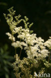 Moerasspirea (Filipendula ulmaria)