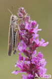 Moerassprinkhaan (Stethophyma grossum) 