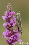 Moerassprinkhaan (Stethophyma grossum) 