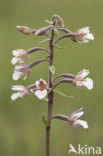 Moeraswespenorchis (Epipactis palustris) 