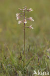 Moeraswespenorchis (Epipactis palustris) 