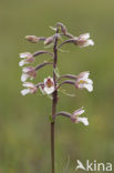 Moeraswespenorchis (Epipactis palustris) 