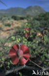 Mopane boom (Colophospermum mopane)