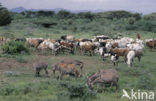 Mount Kenya national park