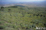 Mount Longonot National Park