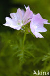 Muskuskaasjeskruid (Malva moschata)