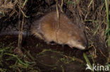 Muskrat (Ondatra zibethicus)