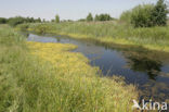 National Park De Alde Feanen