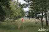 National Park Drents-Friese Wold