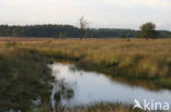 National Park Drents-Friese Wold