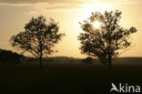National Park Drents-Friese Wold