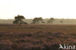 National Park Drents-Friese Wold
