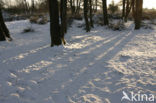 National Park Drents-Friese Wold