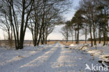 National Park Drents-Friese Wold