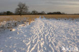 National Park Drents-Friese Wold