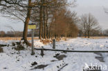 National Park Drents-Friese Wold
