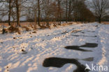 National Park Drents-Friese Wold