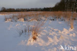 National Park Drents-Friese Wold