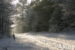 National Park Drents-Friese Wold