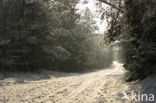 National Park Drents-Friese Wold