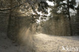 National Park Drents-Friese Wold