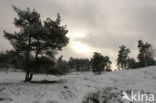 National Park Drents-Friese Wold