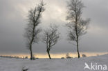 National Park Drents-Friese Wold