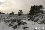 National Park Drents-Friese Wold