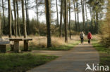 National Park Dwingelderveld